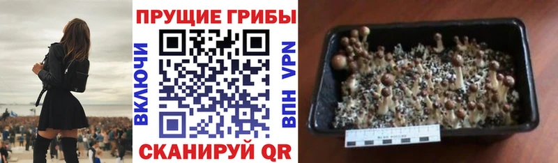Купить где  Усолье  Псилоцибиновые грибы Psilocybine cubensis 